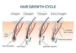 Infográfico mostrando ciclo capilar e como o estresse prolonga a fase de queda no eflúvio telógeno